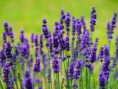 Levandule obecná